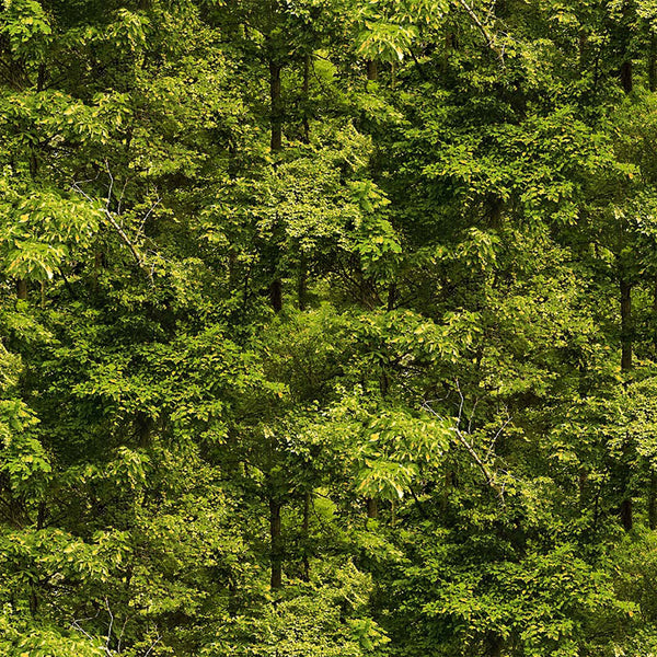 North Country Forest Trees - Loden Green