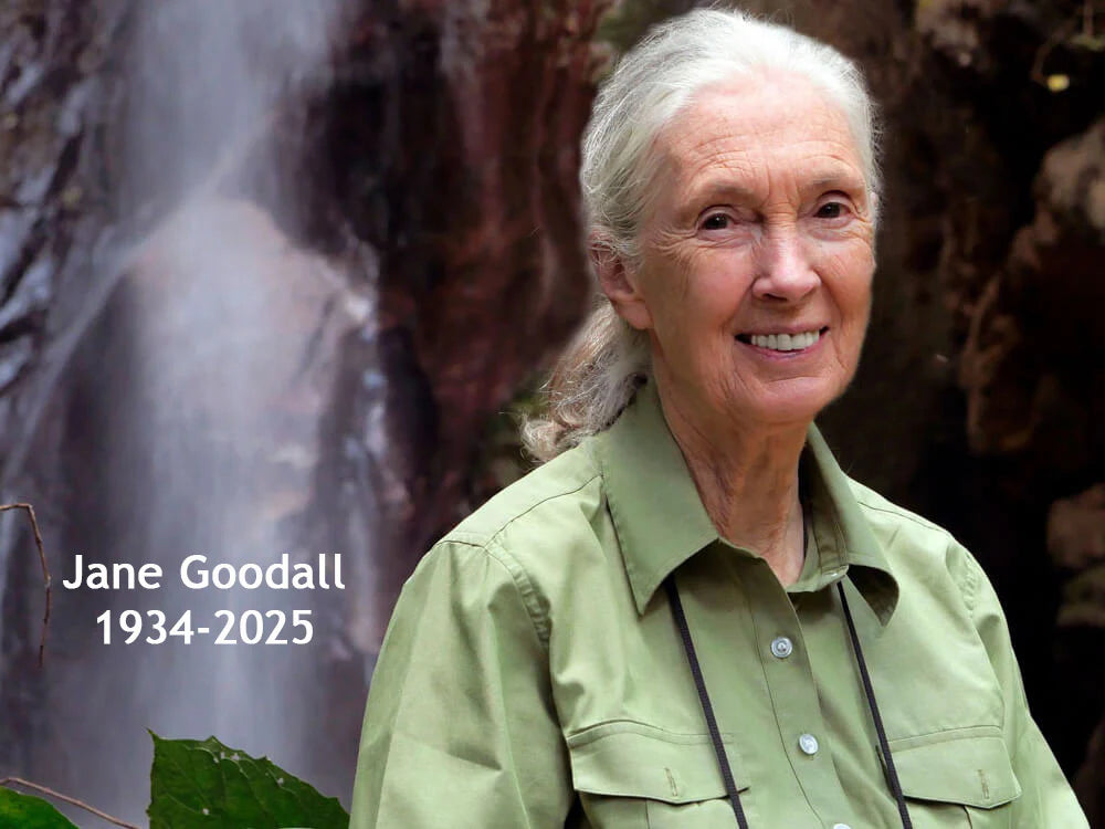 The Jane Goodall Cherry Wood Challenge FQ Bundle