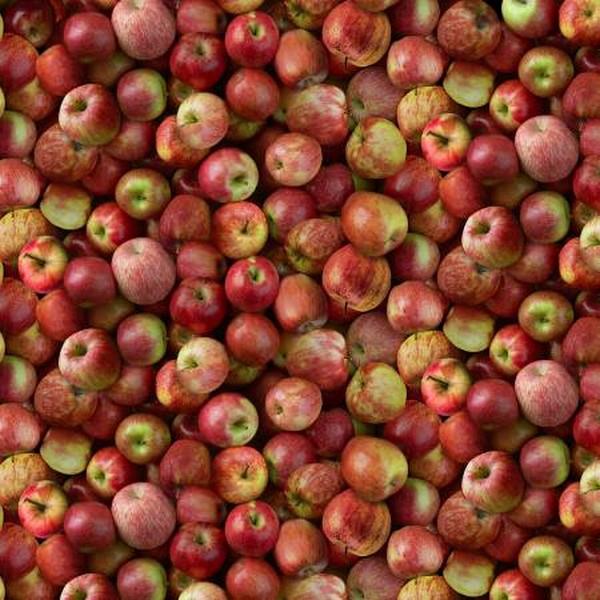 Red Packed Evercrisp Apples