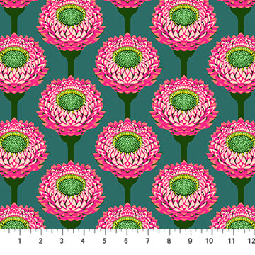 Iconic Bursting Strawflower