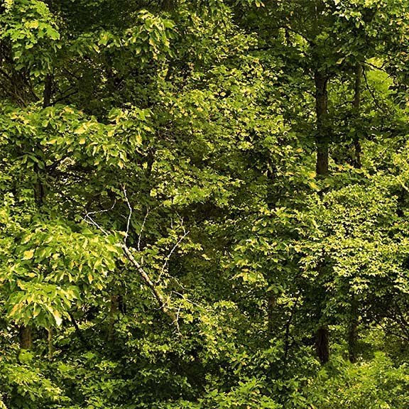North Country Forest Trees - Loden Green
