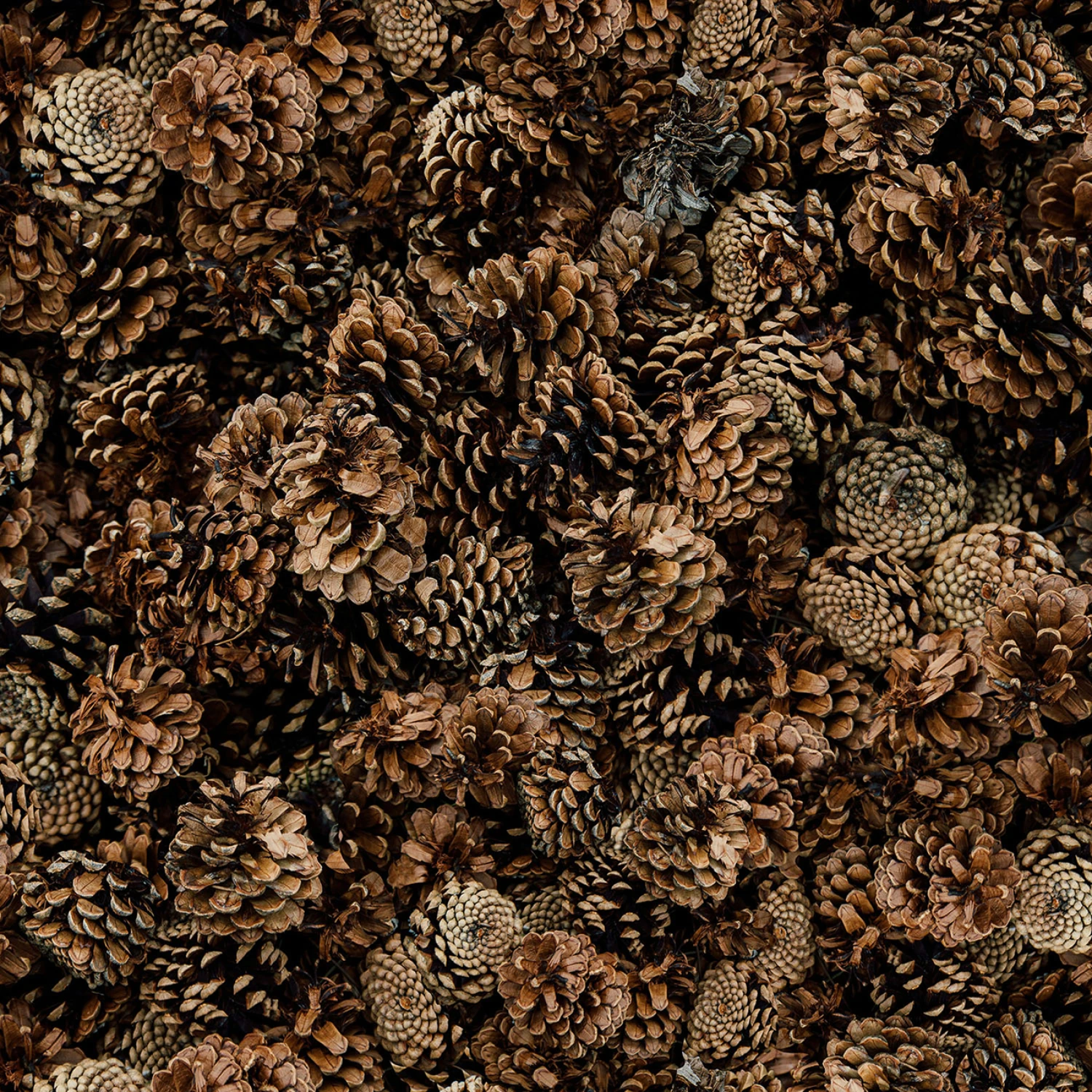 On The Path to Fall Pinecones - Brown