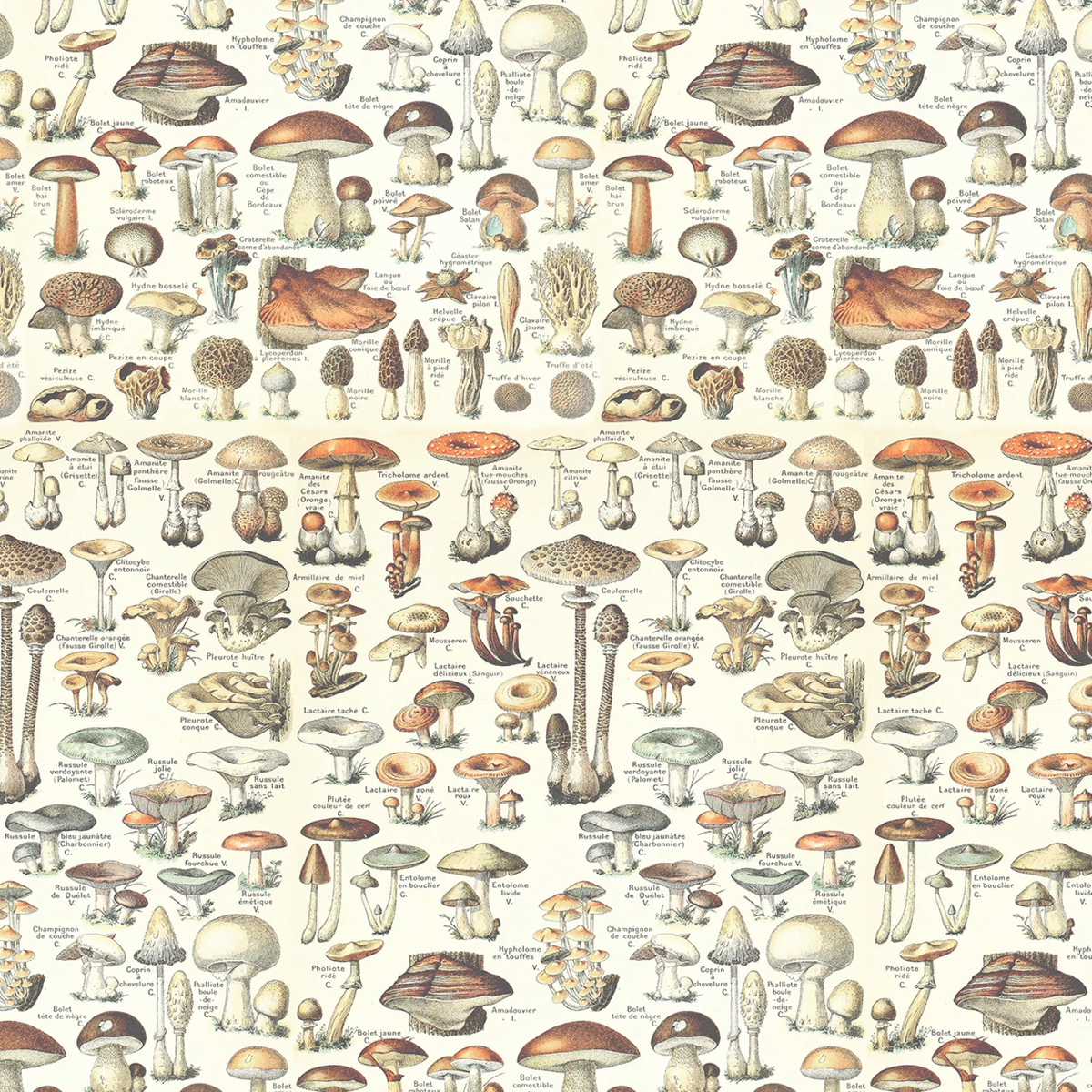 Palette Toadstools - Orange