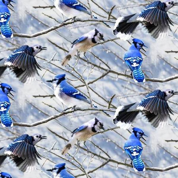 Call of the Wild Blue Jays