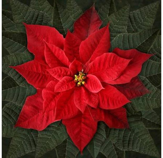 Dream Big Holiday Poinsettia Red Panel
