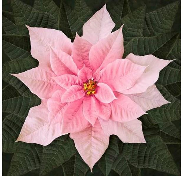 Dream Big holiday Poinsettia Pink
