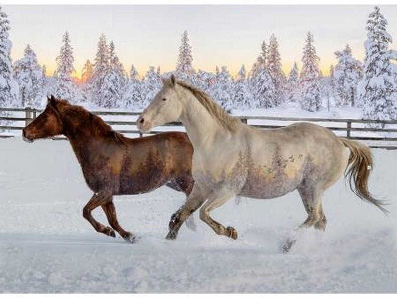 Call Of the Wild Wild Mustangs Sunset