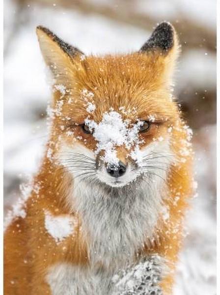 Call of the Wild Wild Fox