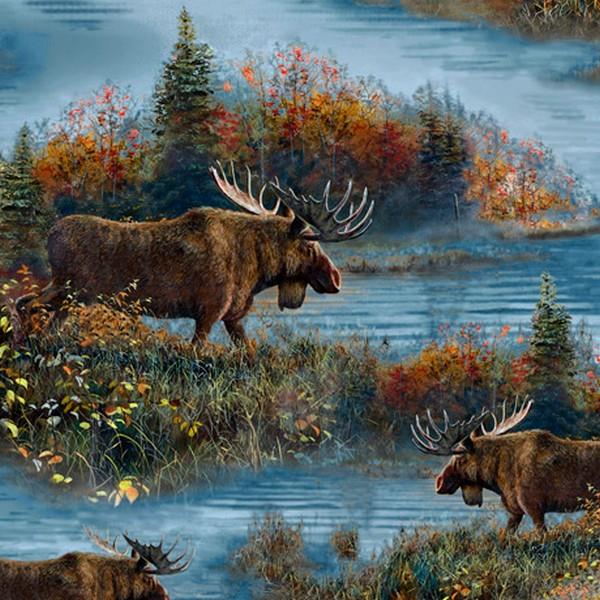 Moose Country Scenic Foliage
