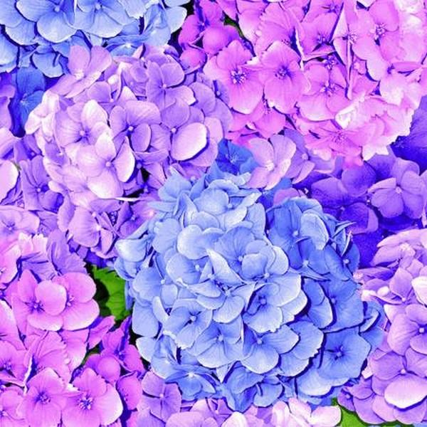 Garden Bouquet Hydrangeas by Timeless Treasures available in Canada at The Quilt Store
