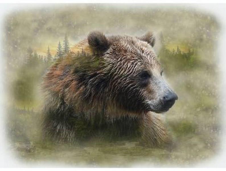 Call of the Wild Grizzly by Hoffman International Fabrics available in Canada at The Quilt Store