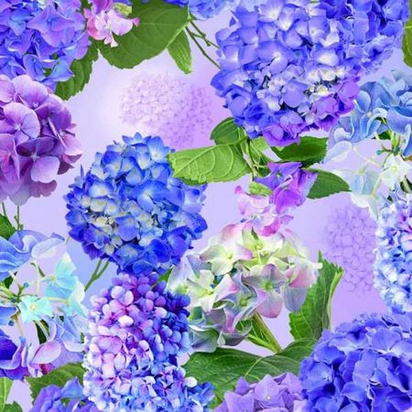 Hydrangea Bliss Large Floral by Chong-A-Hwang for Timeless Treasures available in Canada at The Quilt Store